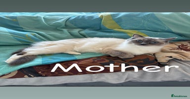 Ragdoll cats Ragdoll Blue Point/ Bicolor For Sale!!! - Advert 6