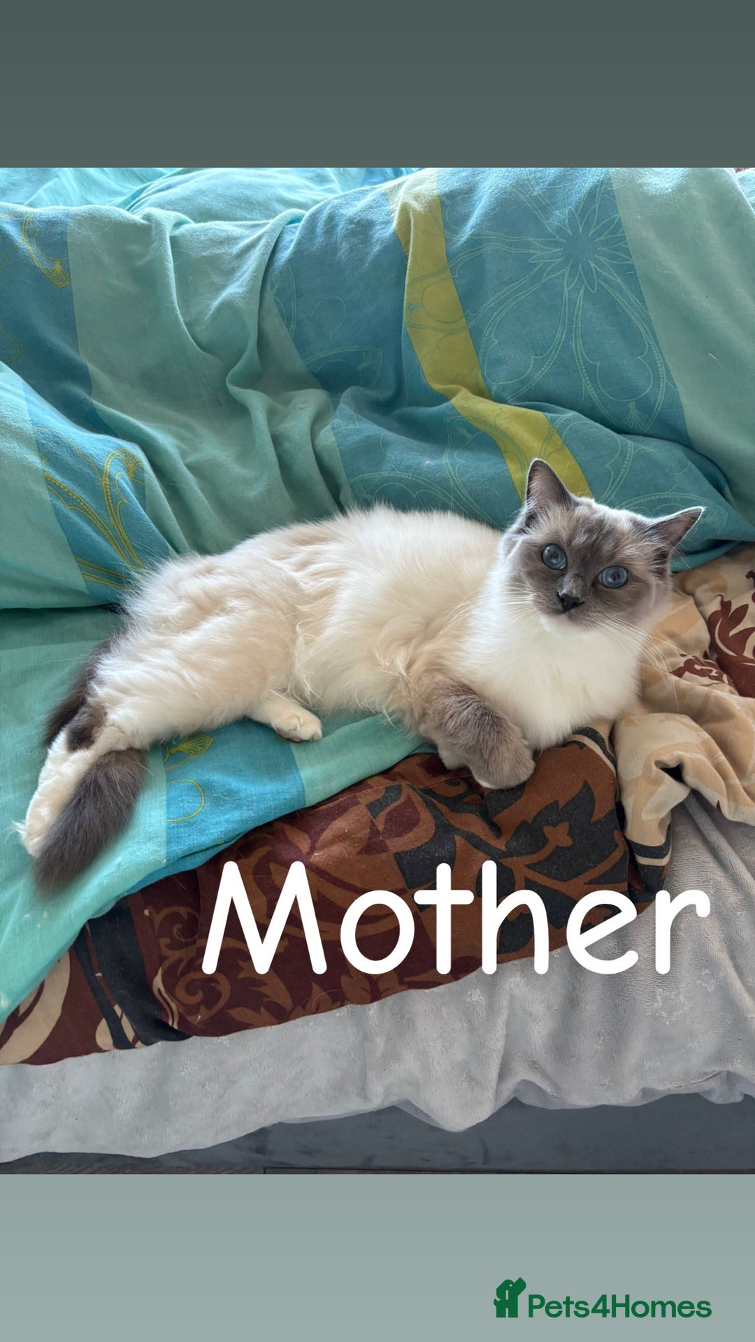 Ragdoll cats for sale: Ragdoll Blue Point/ Bicolor For Sale!!! - Advert 3