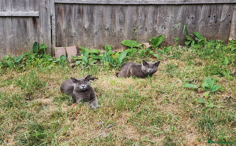 Mixed Breed cats - Advert 16
