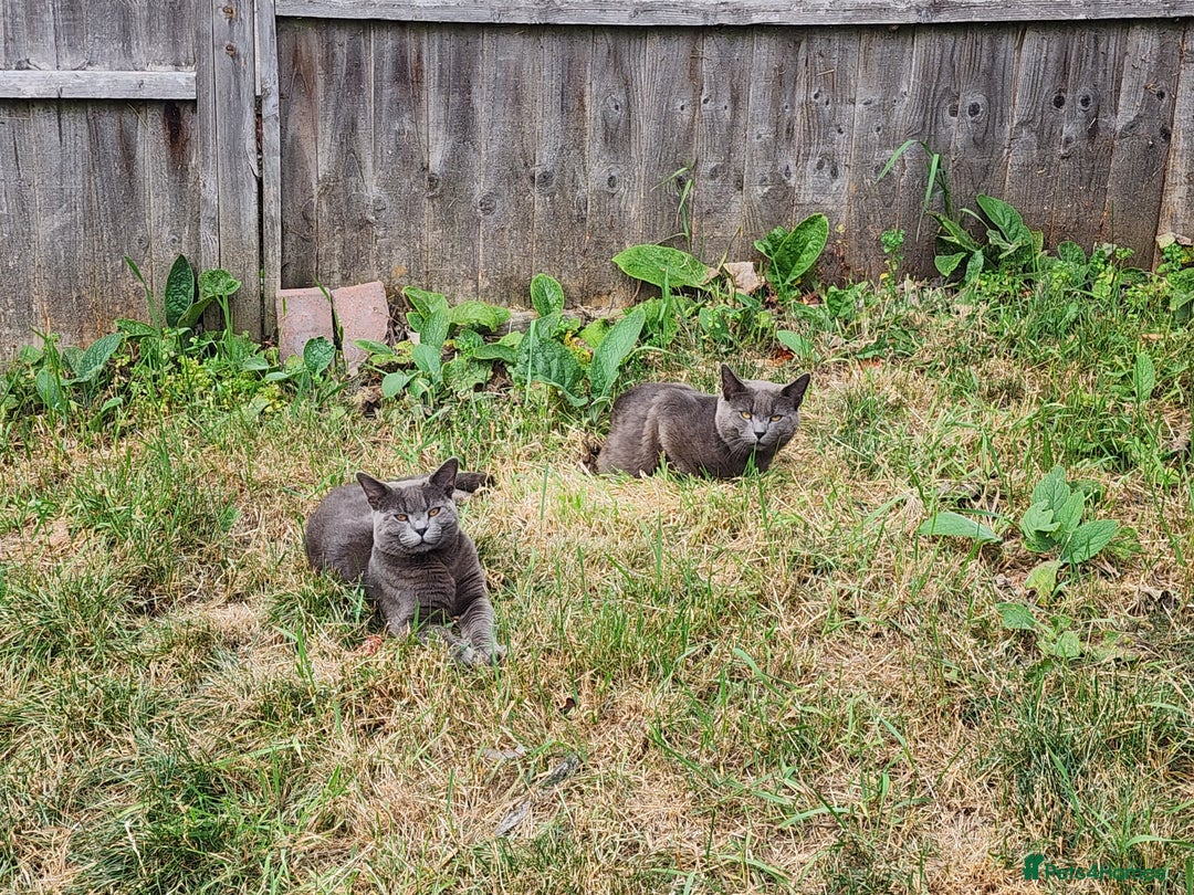 Mixed Breed cats for sale: British Shorthair mixed - Image 1