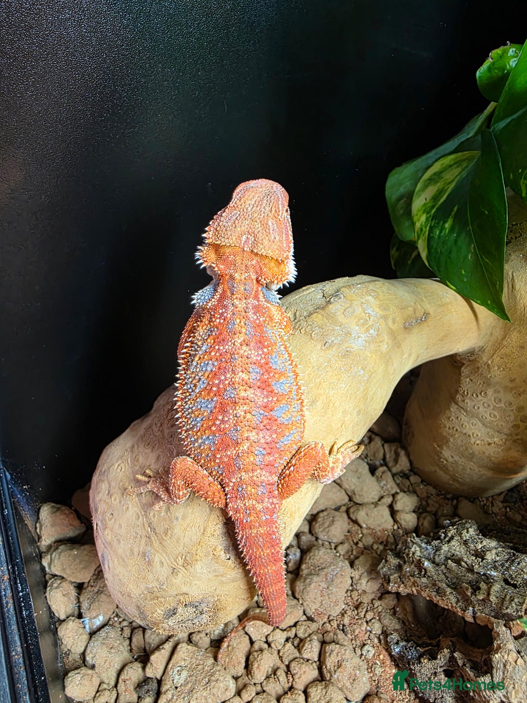 Bearded Dragon reptiles for sale: Beautiful juvenile Bearded dragon and set up. - Image 3