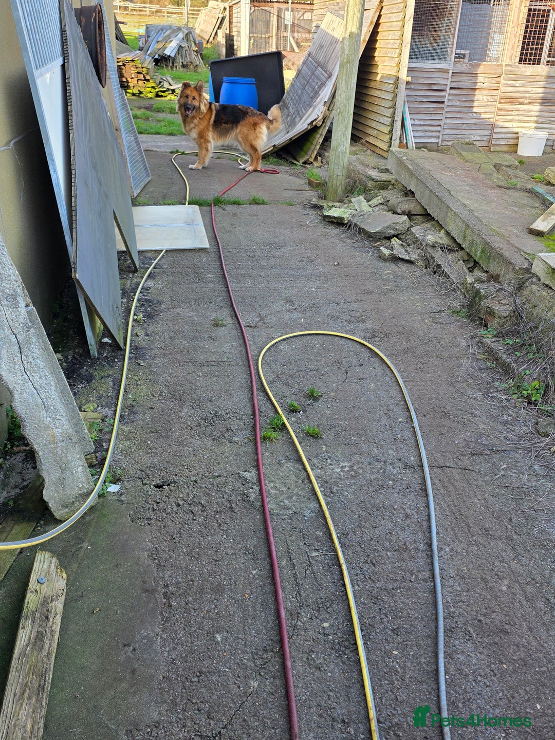 German Shepherd dogs for sale: German shepherd bitch  - Advert 2