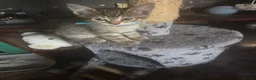 Mixed Breed cats for sale: Snow bengal cross turkish angora kittens  - Advert 14