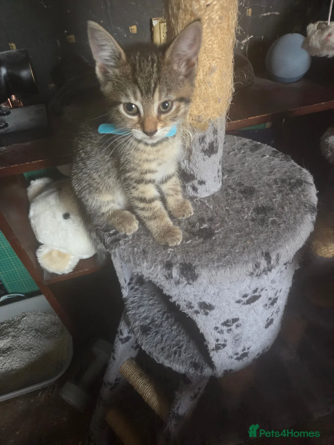 Mixed Breed cats for sale: Snow bengal cross turkish angora kittens  - Advert 14