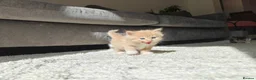 Mixed Breed cats for sale: 1x Longhair Ginger 3x Calico Tricolour Kittens! - Advert 13