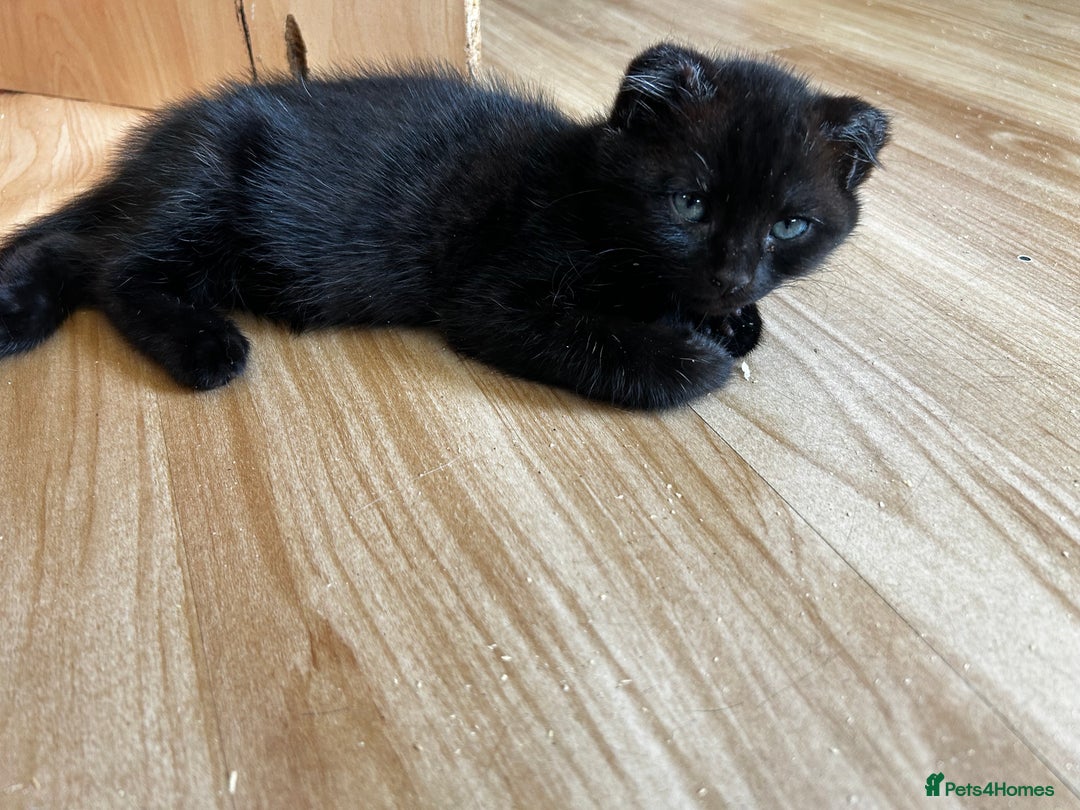 Ragdoll cats for sale: Ragdoll x ragcoon 4 left kittens ready to go  - Image 6