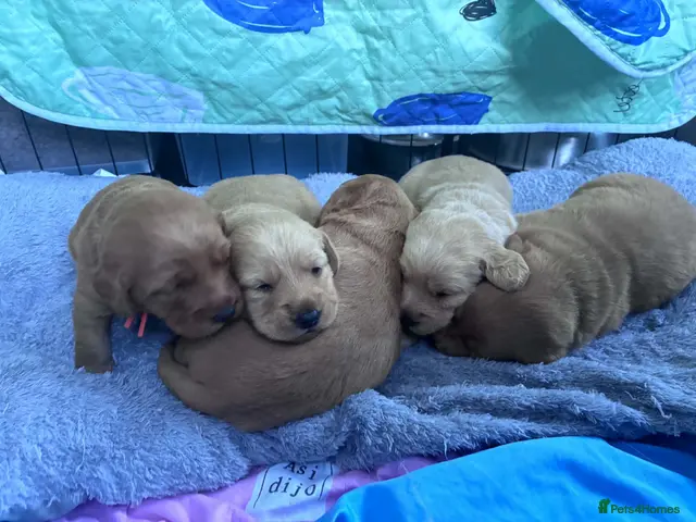 Mixed Breed dogs for sale: Beutiful 2nd litter of 5 lab X cockapoos - Advert 5