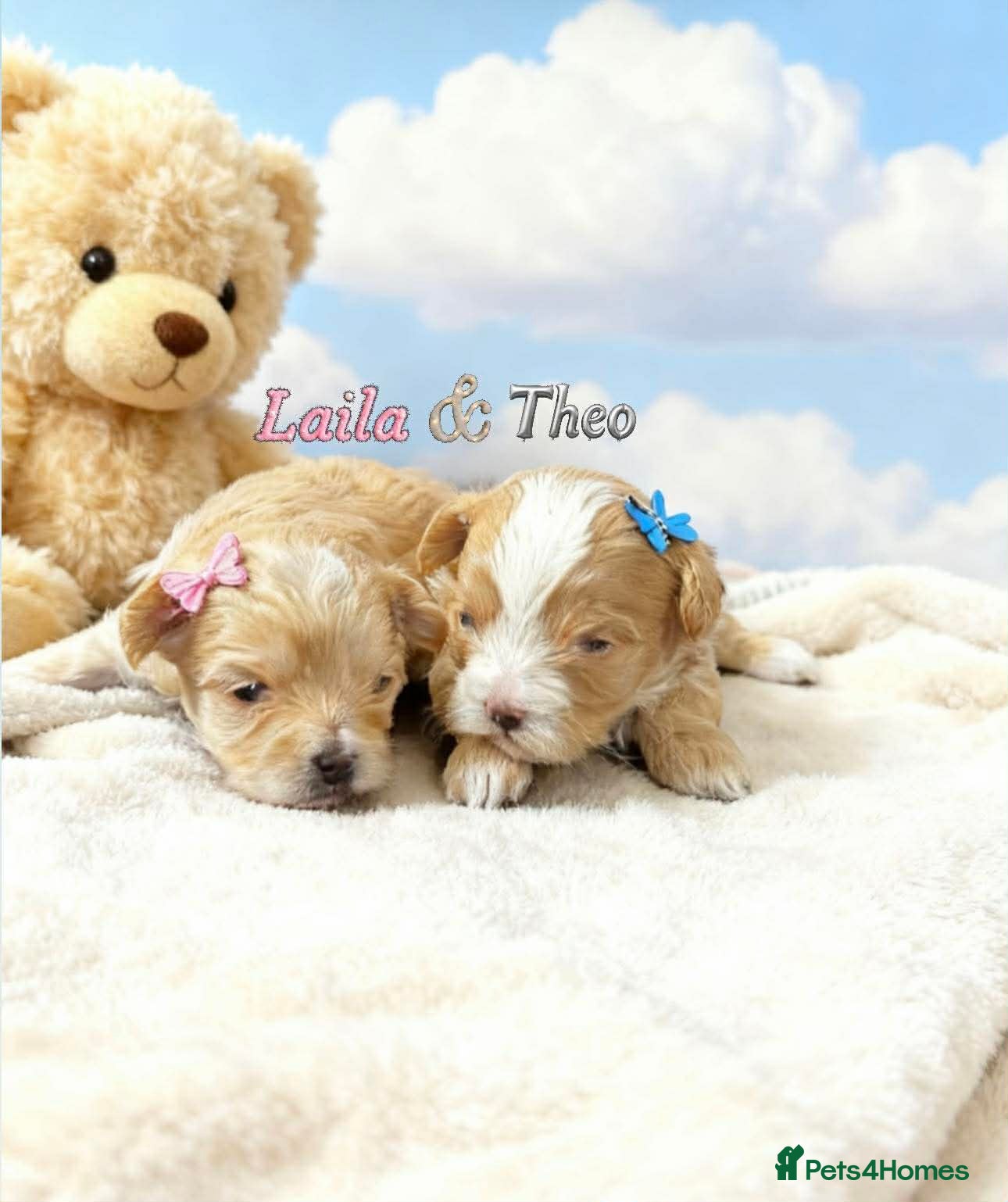 Maltipoo dogs 💫EXCEPTIONAL LUXURY F1 MALTIPOO PUPPIES🩷🩵🩷 - Advert 11