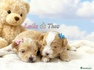 Maltipoo dogs 💫EXCEPTIONAL LUXURY F1 MALTIPOO PUPPIES🩷🩵🩷 - Advert 11