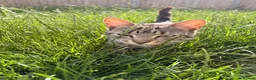 Domestic Shorthair cats for sale: FEMALE CAT *FREE* TO A GOOD HOME - Advert 2