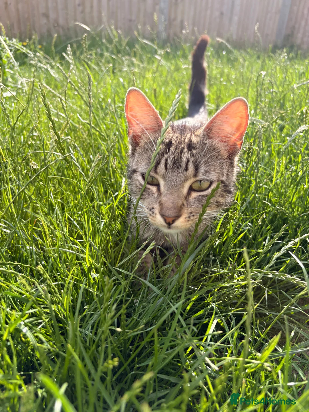 Domestic Shorthair cats for sale: FEMALE CAT *FREE* TO A GOOD HOME - Advert 2