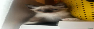 Snowshoe 3