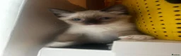Snowshoe cats for sale: Beautiful Snowshoe Kittens – Ready to Leave Now - Advert 13