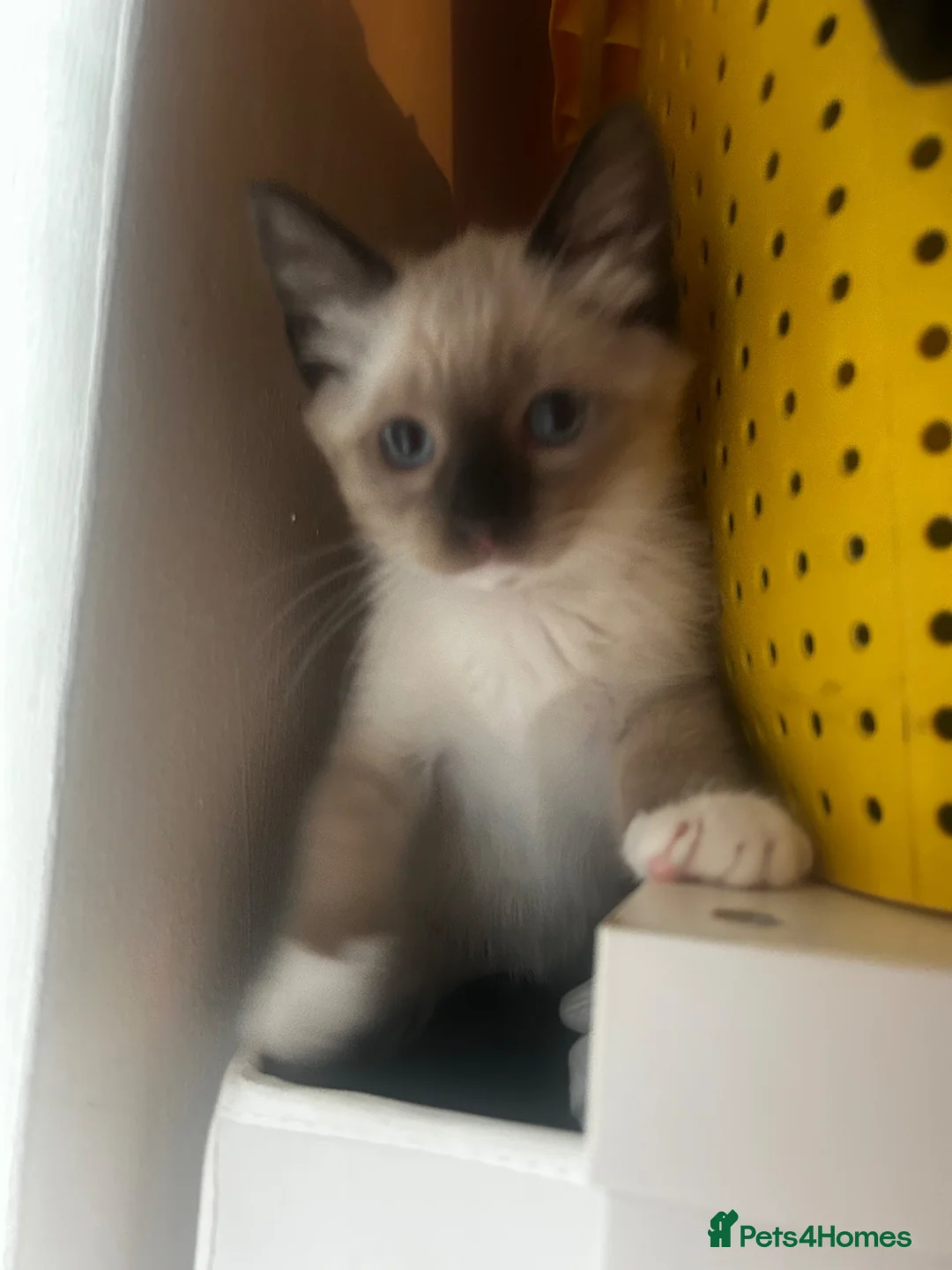 Snowshoe cats for sale: Beautiful Snowshoe Kittens – Ready to Leave Now - Advert 13