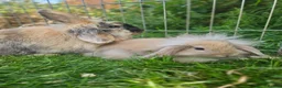 Lionhead rabbits for sale: Lion Lop babies (4 left) READY NOW - Advert 4
