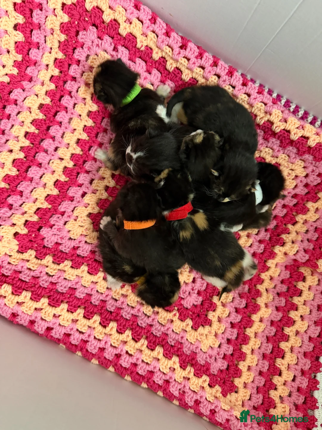 Domestic Shorthair cats for sale: Beautiful kittens ready in JUNE  - Advert 2