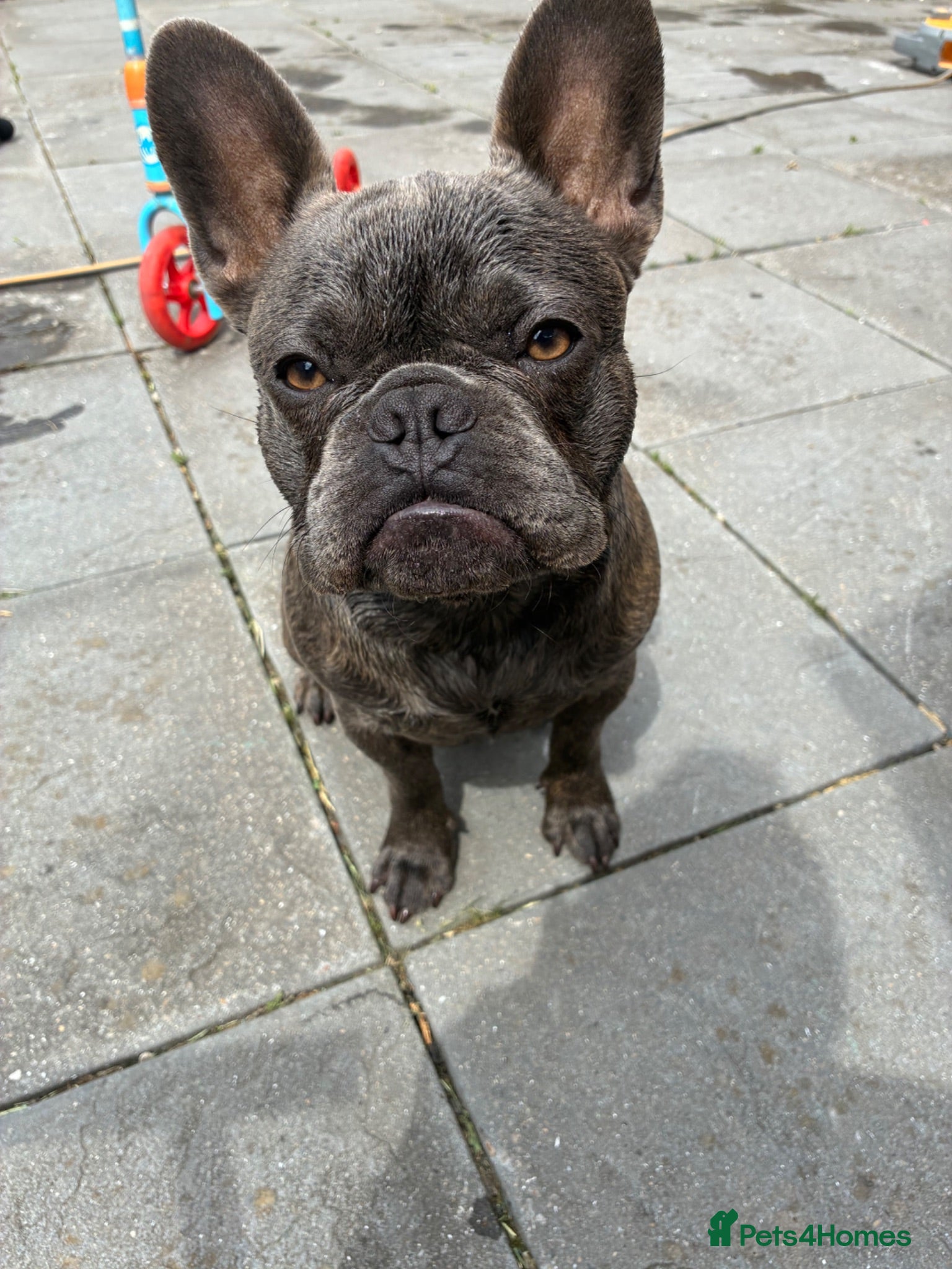 French Bulldog dogs 6 month old French bulldog male for sale - Advert 1