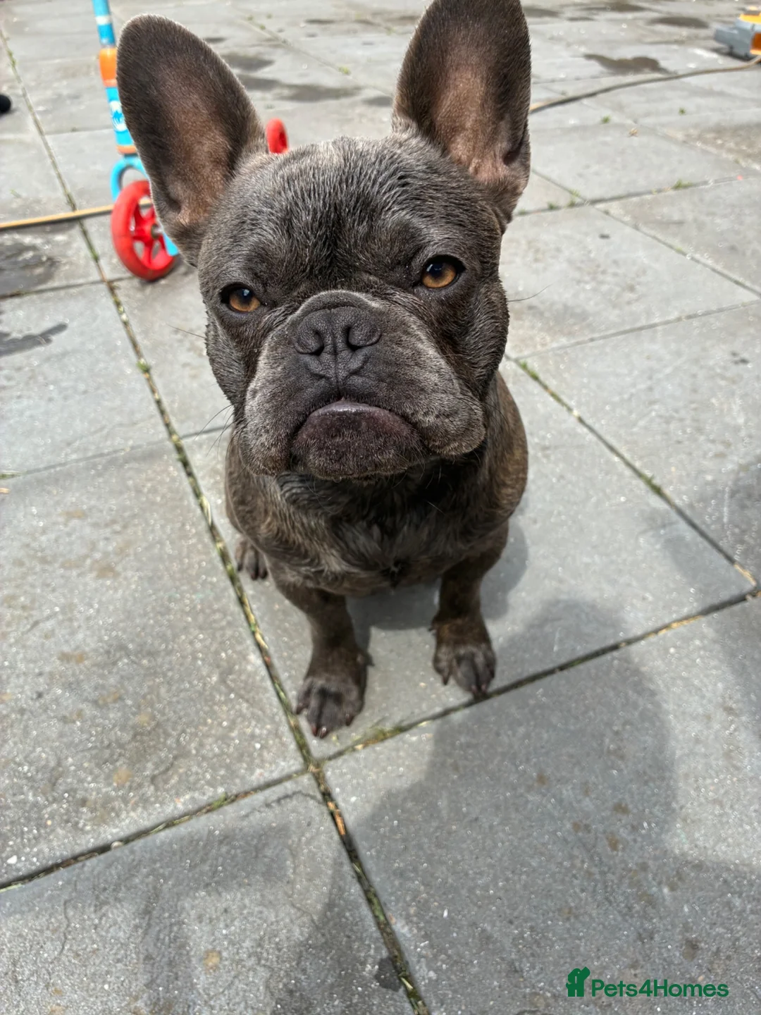 French Bulldog dogs for sale: 6 month old French bulldog male for sale - Advert 1