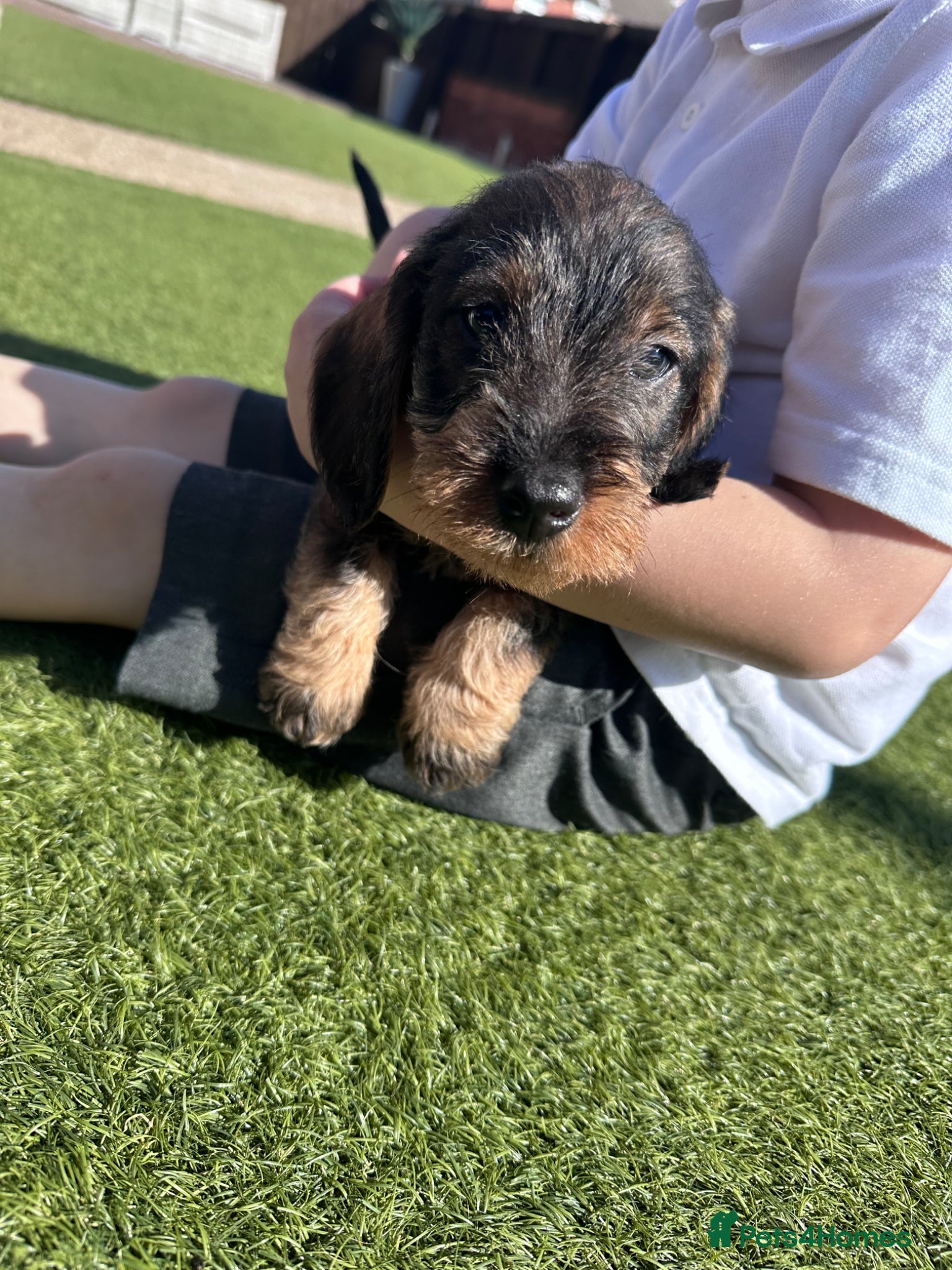 Dachshund dogs 3 gorgeous dachshund puppies  - Advert 10