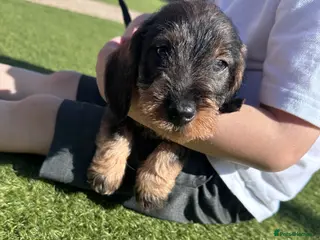 Dachshund dogs 3 gorgeous dachshund puppies - Advert 10