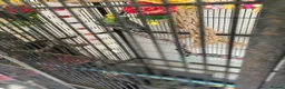 Budgerigars birds for sale: 2 Budgies for sale  in Horsham - Advert 8