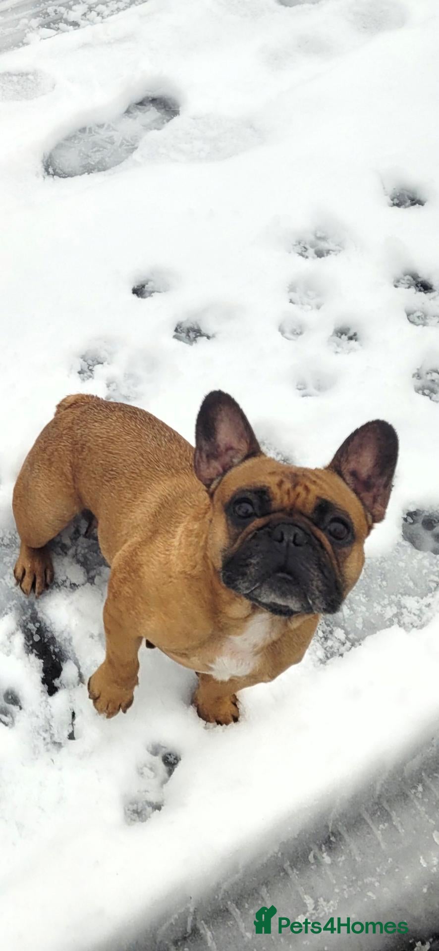 French Bulldog dogs 2x Female French Bulldogs - Advert 2