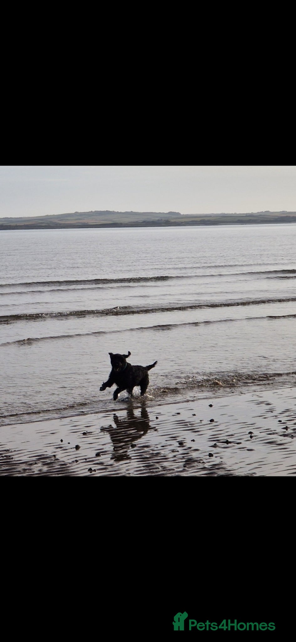 Cockapoo dogs Cockapoo - 5 years old  - Advert 2