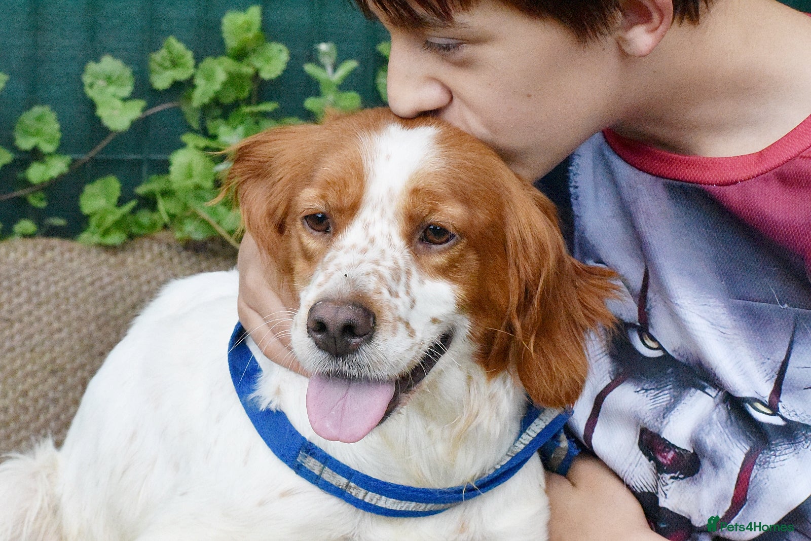 Brittany Spaniel dogs for adoption: Xara  in Consett - Advert 4