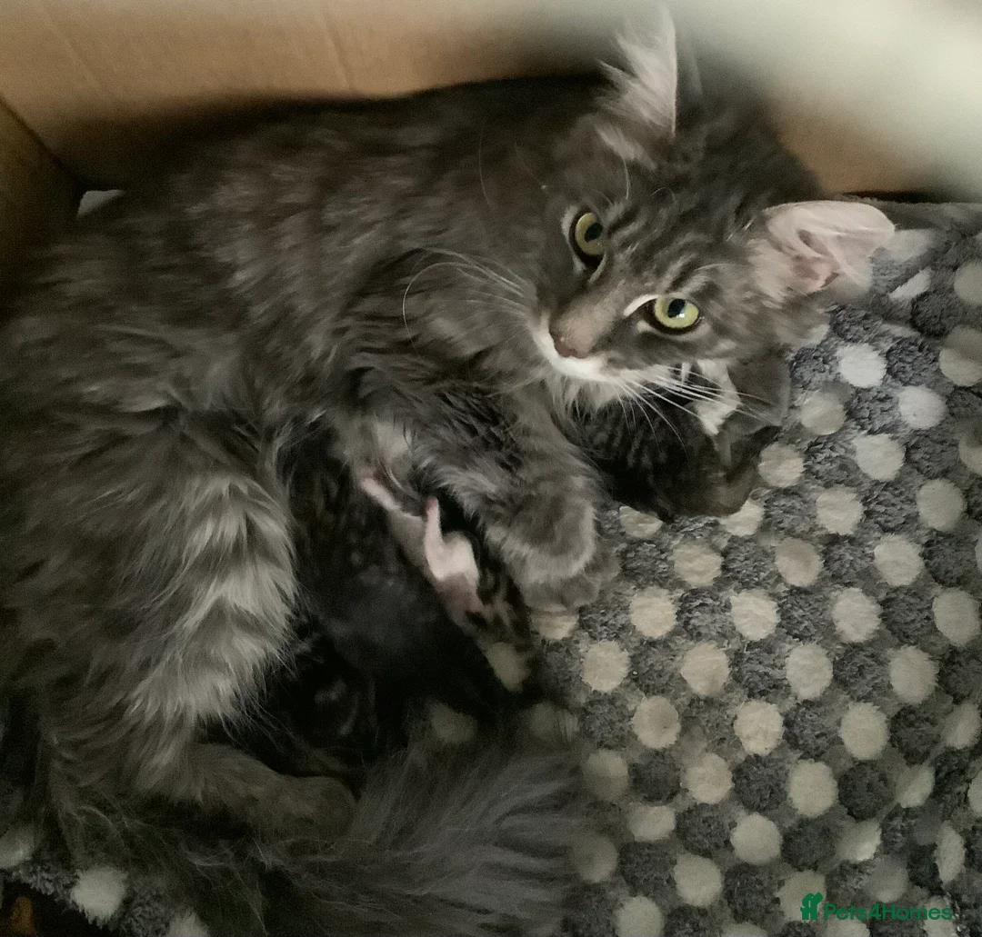 Maine Coon cats for sale: Mainecoon Cross  - Advert 8