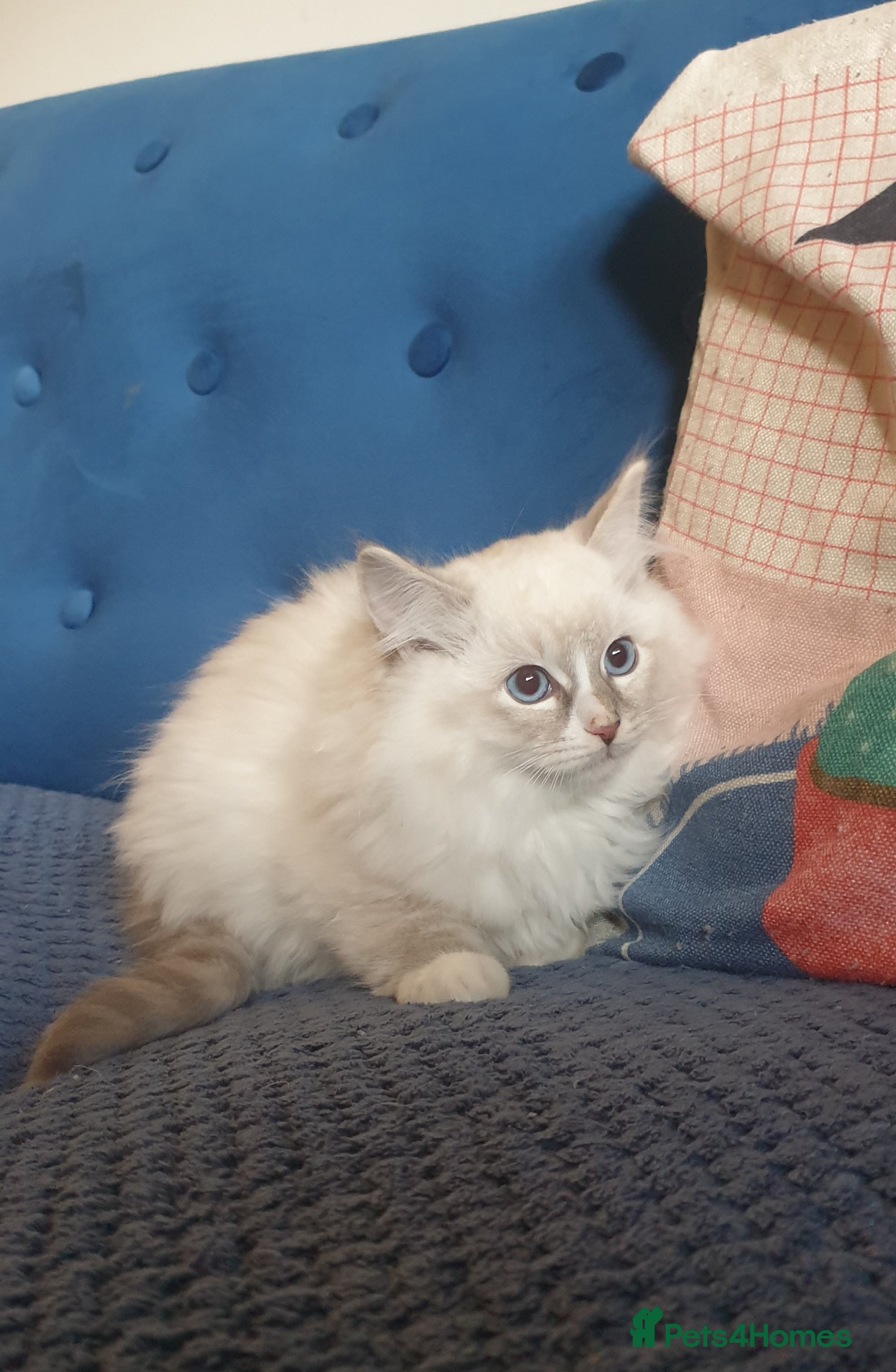 Ragdoll cats Absolutely Stunning GCCF Registered Kittens. - Advert 16