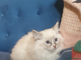 Ragdoll cats Absolutely Stunning GCCF Registered Kittens. - Advert 8
