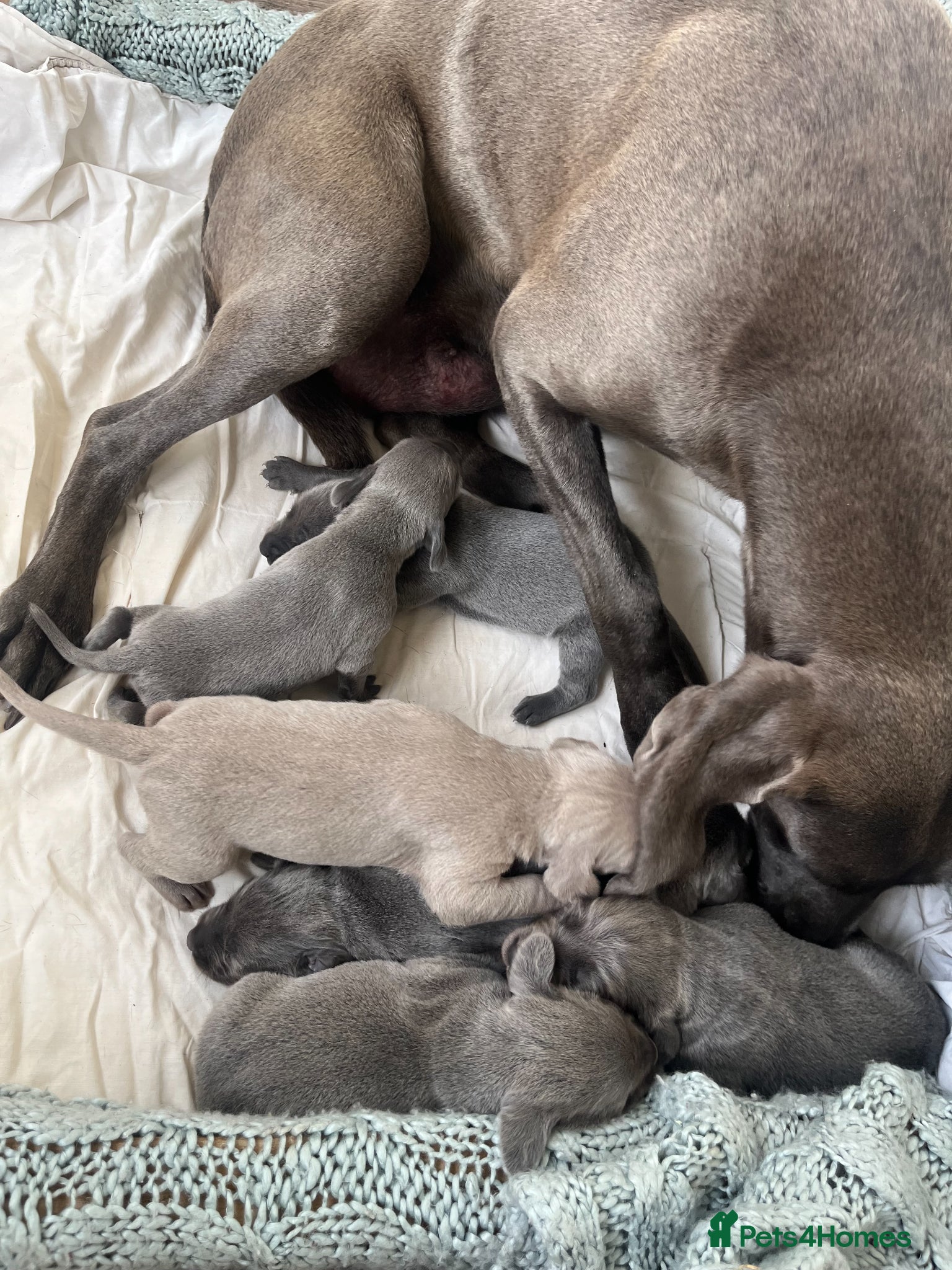 Weimaraner dogs for sale: BLUE and SILVER Purebred pups from KC reg Weims - Advert 2