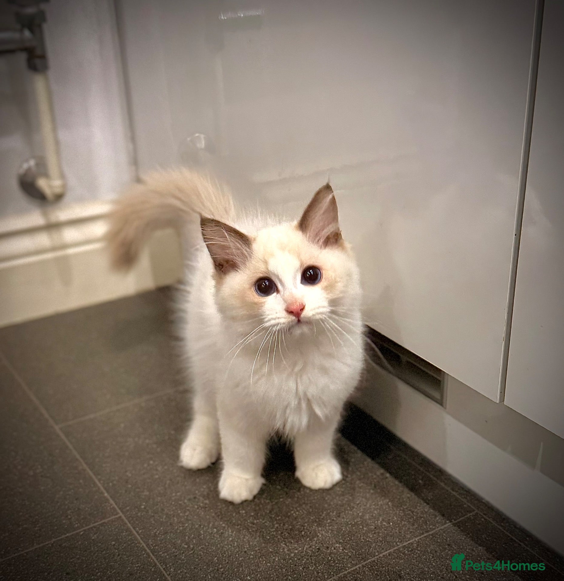 Ragdoll cats 💎 PEDIGREE BICOLOUR MITTED RAGDOLL  🩵 - Advert 1