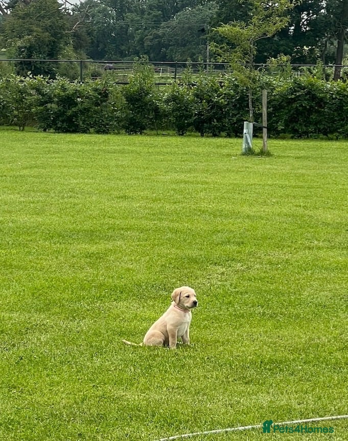 Labrador Retriever dogs Stunning KC Registered Champion line Puppies  - Advert 2