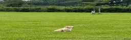 Labrador Retriever dogs for sale: Stunning KC Registered Champion line Puppies  - Advert 5