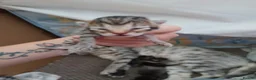 Mixed Breed cats for sale: Bengal cross kittens in Bellshill - Advert 12