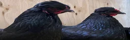 Chickens poultry for sale:  Stunning Green Egg Layers  - Advert 13