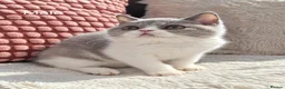 British Shorthair cats for sale: Ready now🐈 - Advert 2