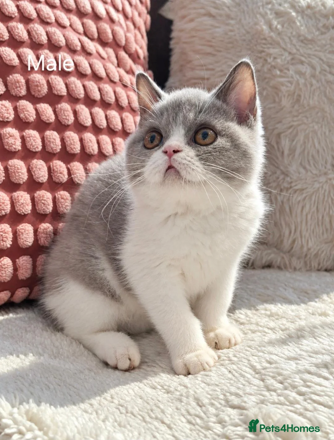 British Shorthair cats for sale: Ready now🐈 - Advert 2