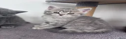 Scottish Fold cats for sale: British shorthair and Scottish straight mix  - Advert 36