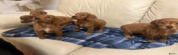 Cocker Spaniel dogs for sale: Stunning Cocker Spaniel Puppies - Advert 5