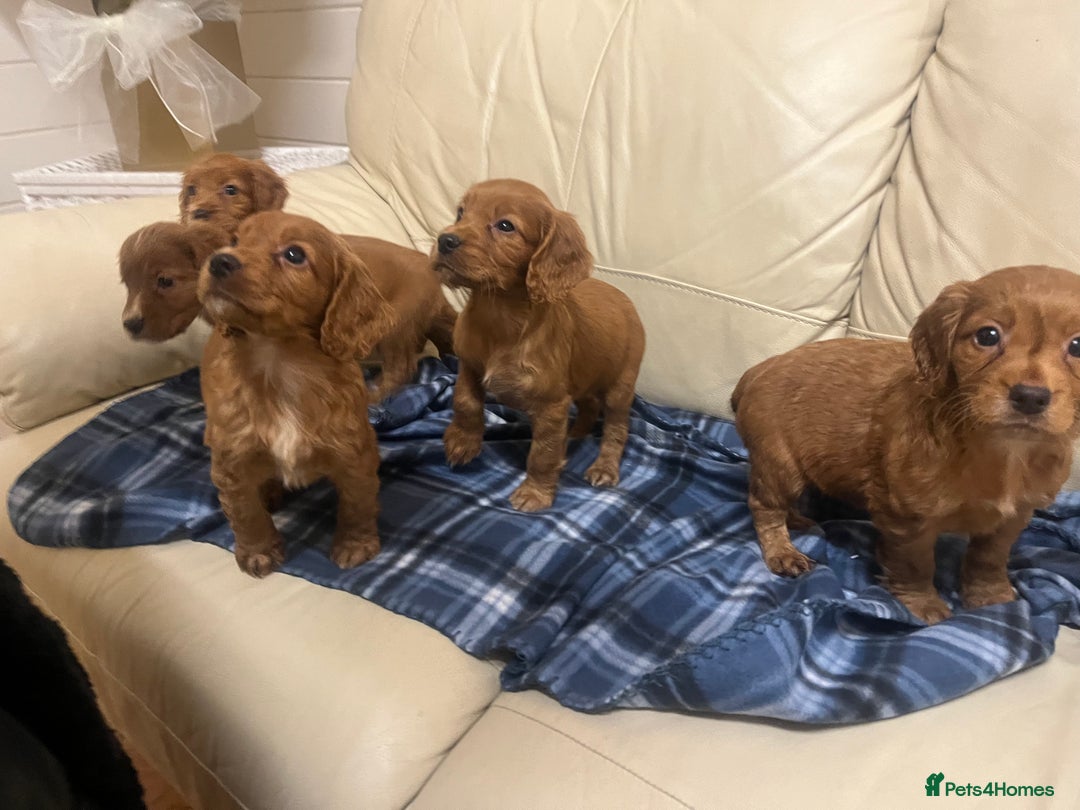 Cocker Spaniel dogs for sale: Stunning Cocker Spaniel Puppies - Advert 5