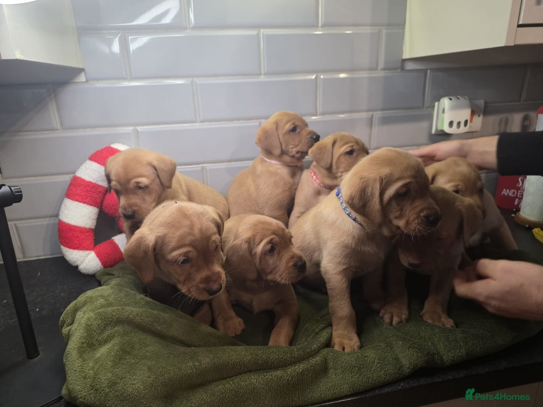 Labrador Retriever dogs for sale: STUNNING RED FOX LABS AVAILABLE 9TH JAN - Advert 4