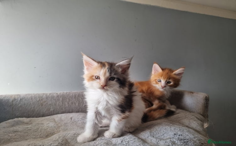 Maine Coon cats - Advert 2