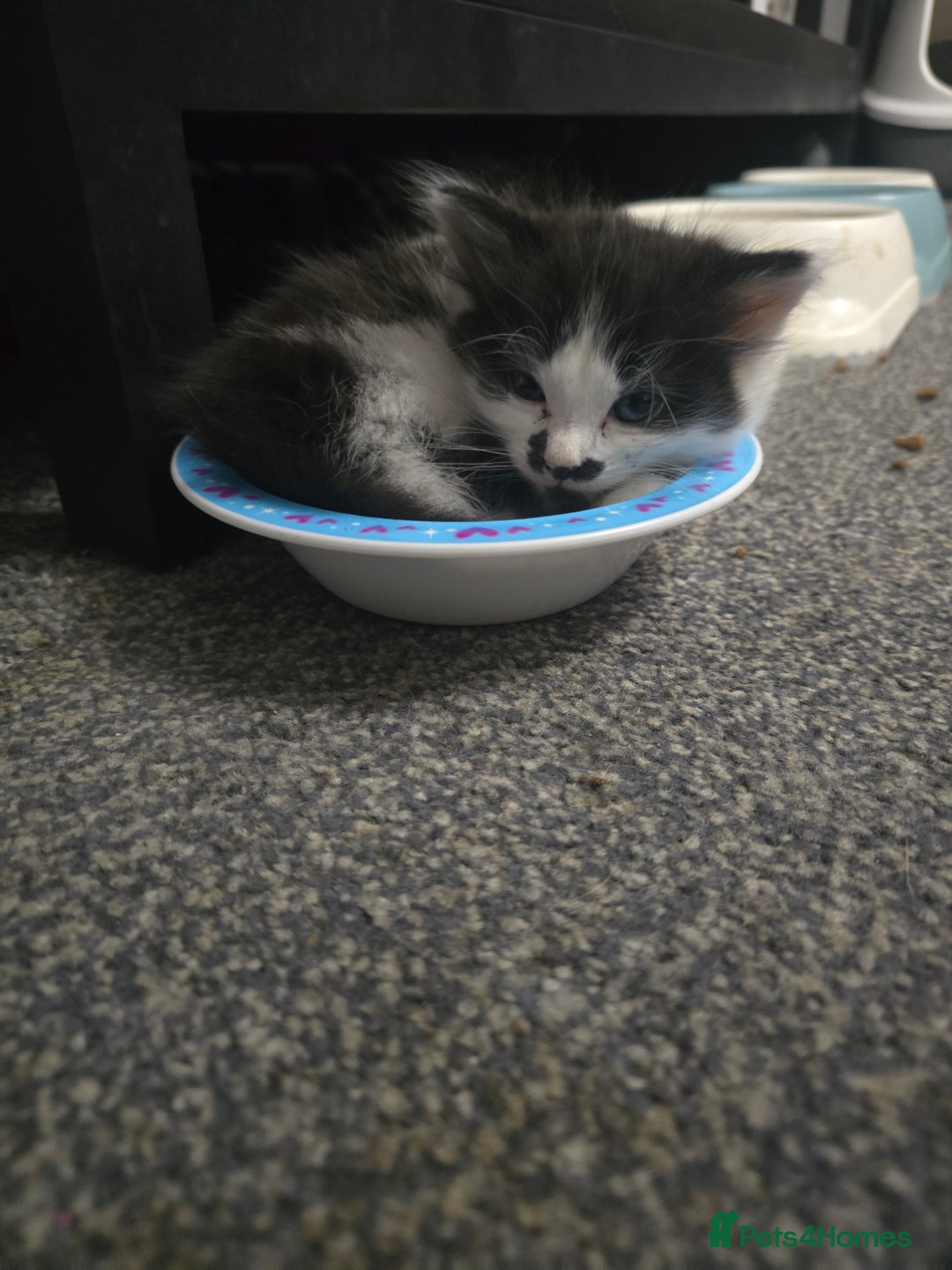 Mixed Breed cats for sale: Kitten  - Image 3