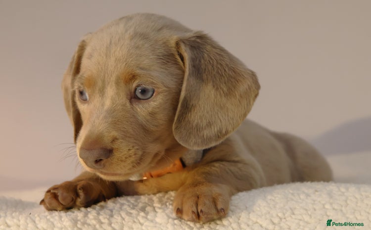Miniature Dachshund dogs - Advert 9