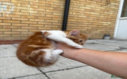 Mixed Breed cats for sale: loved and cared for kittens looking for new home🥹 - Image 28