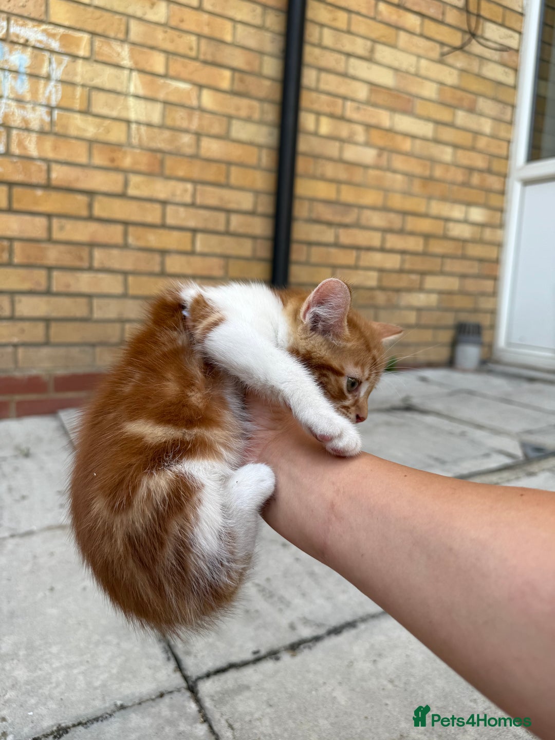 Mixed Breed cats for sale: loved and cared for kittens looking for new home🥹 - Image 28