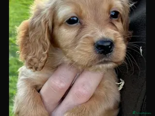 Cocker Spaniel dogs 5 BEAUTIFUL RED COCKER SPANIEL PUPPIES FOR SALE - Advert 2