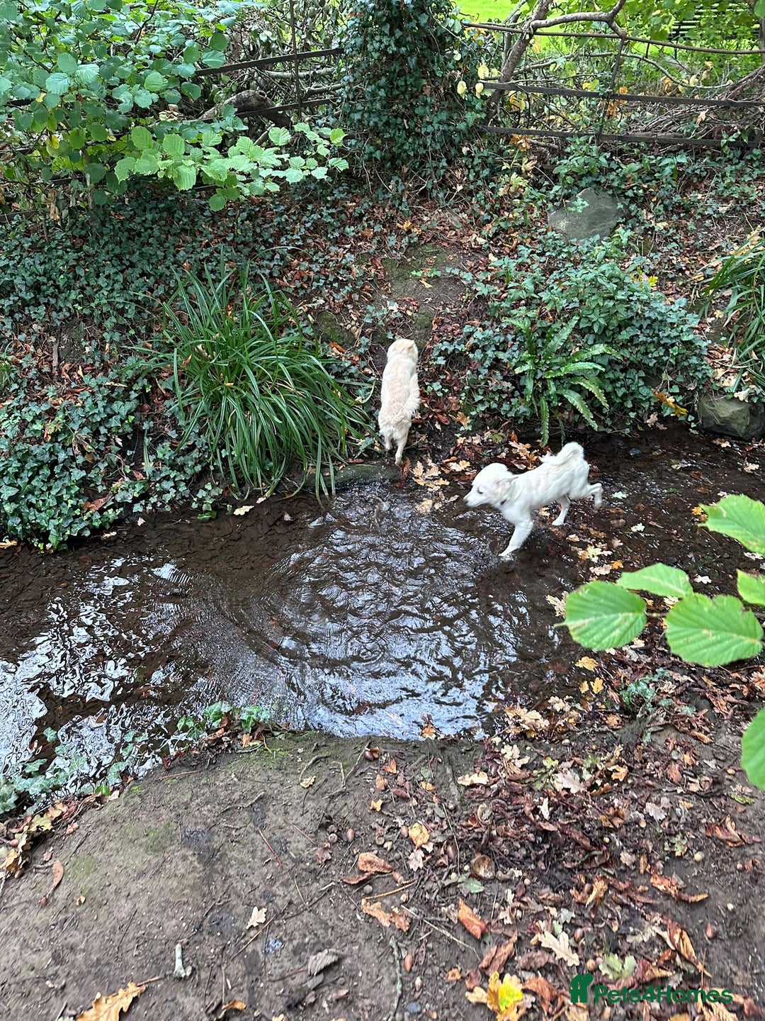 Mixed Breed dogs for sale: Meet Teddy!  - Advert 7